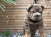 Beautiful English bulldog pup