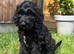 Australian labradoodles - Ready Now