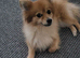 Kobi 4 years old pomeranian