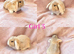 Baby Mini Lops (Ready 8/08)