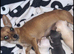 1 puppy girl