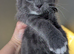 5 British grey and Black shorthair kiitens