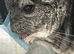 8 month old Chinchilla