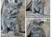 British blue shorthairs LAST 3 LEFT