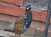 Black francolin pair