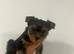 Pedigree KC registered Yorkshire terrier puppies