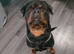 Looking to breed my dog