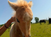 Palomino colt foal