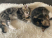 Gorgeous fluffy tabby and black and white kittens
