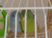 Spectacled female parrotlet with blue male