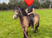 12.2hh 5yo Registered Section C Dun Mare