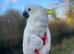 Triton Cockatoo - Beautiful, Social, Tame and Fully Trained
