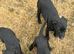 Labrador puppies for sale