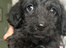Stunning fluffy boy f1 Doxiepoo