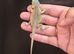 Baby bearded dragons