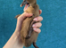 Khaki campbell x cayuga ducklings!