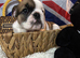 English bulldog gorgeous pups KC registered genuine breed colours