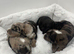Merl Whoodle puppies
