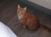 Nurtured male cat
