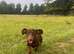 Beautiful chocolate and tan dachshund boy