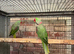 Breeding pr alexandrines