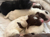 Sprocker puppies for sale