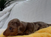 Miniature Dachshund