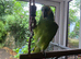 Beautiful Amazon Blue-Fronted Parrot &ndash; Ready for a Loving New Home