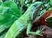 Fiji Island Iguana at Birmingham Reptiles