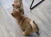 Gorgeous Shibas