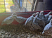 Bobwhite Snowflake Quail
