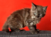 Maine Coons kittens in Manchester (3 boys)