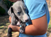 Collie/whippet