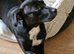 Gorgeous Labrador x staffy girl looking for new home!