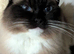 Ragdoll kittens for sale