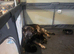 German shepherd puppies for sale