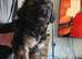 German shepard
