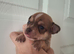 CHIHUAHUA 2 BOYS