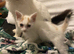 Kittens
