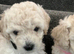 Cream toy poodle puppies
