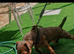 Cracking Stud Dog