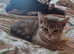 Scottish fold cross straight eared kitten