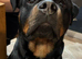 Rottweiler puppies