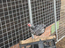 WYANDOTTE BANTAM COCKEREL
