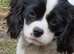 7mths old black and white