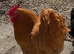 Mr Buff Orpington would love a new home with hens