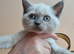 British Shorthair Kittens