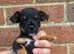Jack Russell puppies