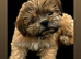 Sweet puppies looking for forever homes