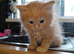 Stunning fluffy ginger girl